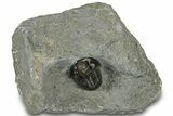 Detailed Gerastos Trilobite Fossil - Morocco #311234-3